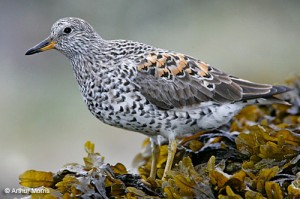 surfbird_am